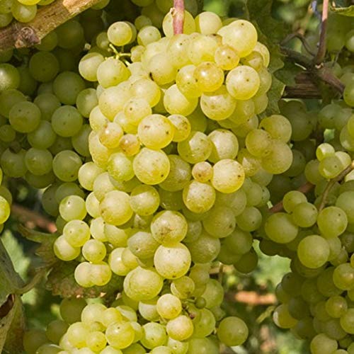 Perlette: The Sweet, Early Bird of the Grape World