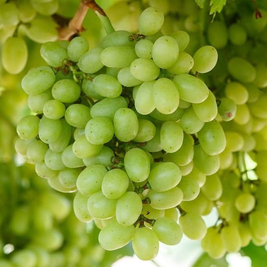 Thompson Seedless: The Humble Hero of the Grape World
