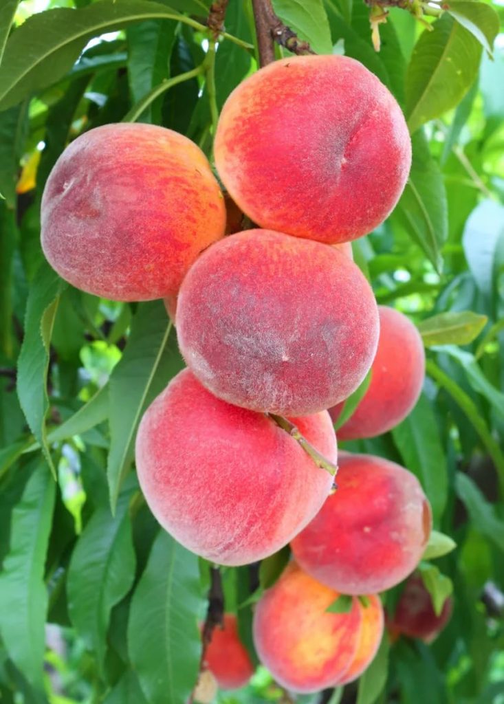 The Gold Standard: Why the Red Haven Peach is the Backbone of Summer