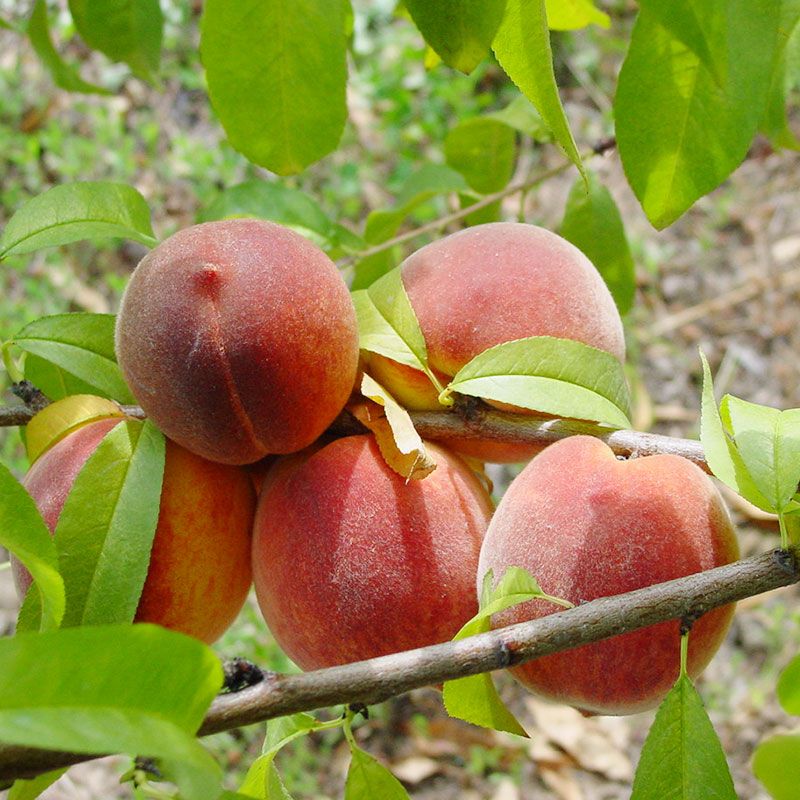 The Early Bloomer: How the Early Grande Peach Kicks Off the Summer Season