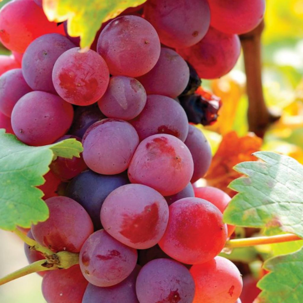 Bhokri: The Local Legend – Unearthing the Humble Powerhouse of the Grape World