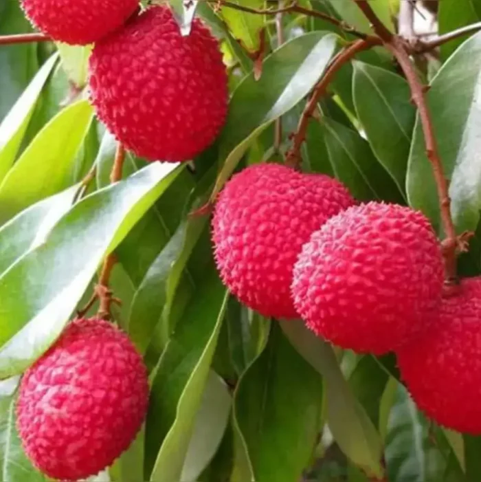 Shahi Litchi: The Emperor of Summer Fruits and a Farmer’s Golden Harvest