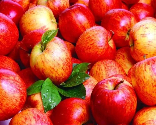 The Ambri Apple: A Taste of Kashmir’s Royal Legacy in Your Hands