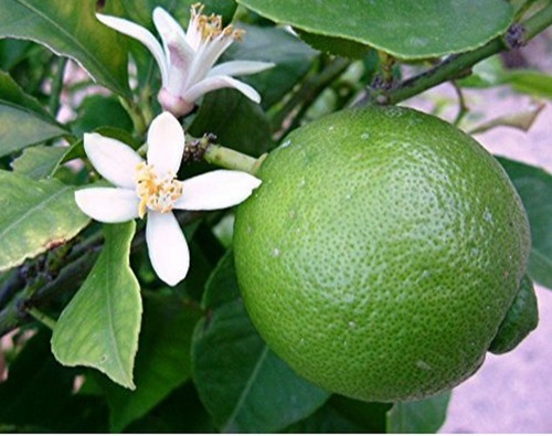 The Sunshine Fruit: Unwrapping the Sweet Success of PKM 1 Mosambi