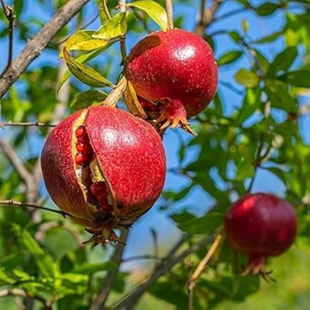 Meet Bhagwa: The Ruby-Red Superstar Changing Lives and Health