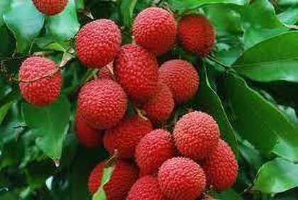 Rose Scented Litchi: The Aromatic Artist and a Symphony for the Senses