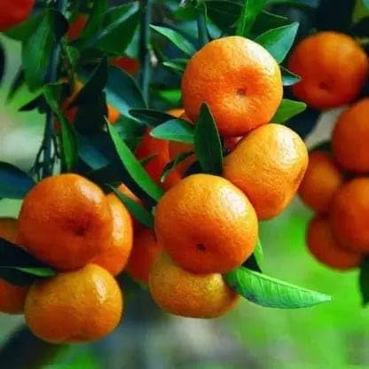 Darjeeling Orange: The Hill Star’s Zest for Life