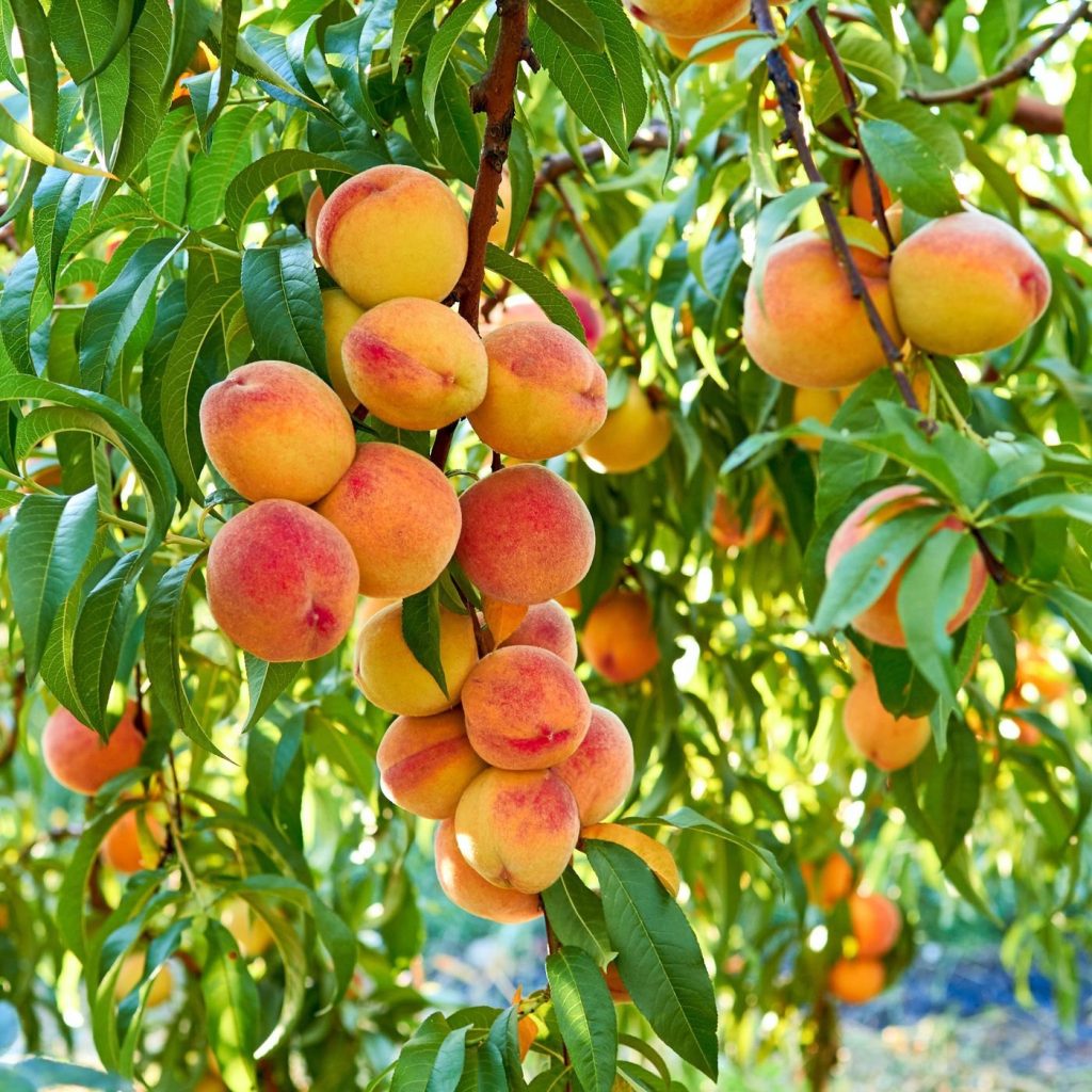 The Pride of the Plains: Meet the Shan-e-Punjab Peach