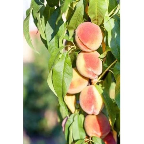 The Steady Heart of Summer: Meet the Prabhat Peach