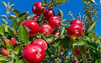 The Red Delicious Apple: The Iconic Crunch That Built an Empire
